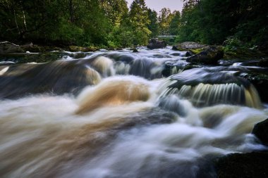 Ormandaki bir nehre yakın çekim.