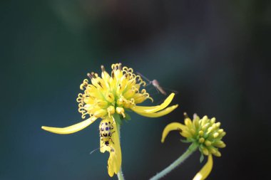 Sarı kanat çiçeğinin üzerinde benekli bir salatalık böceğinin yakın çekimi.