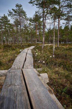 Ormanda tahta bir geçidin dikey görüntüsü.