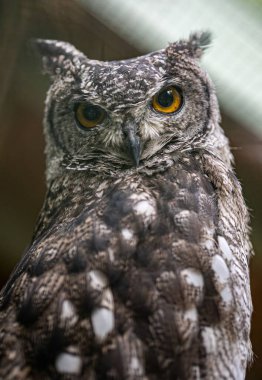 Benekli siyah ve beyaz baykuşun (Bubo africanus) bulanık arkaplanlı dikey görüntüsü