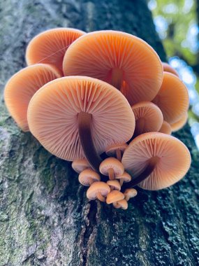 Ağaçtaki flammulina elastica mantarı.