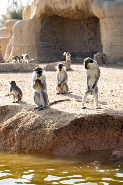 Göletin yanındaki hayvanat bahçesi kulübesinde güzel bir Chlorocebus manzarası.