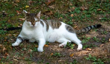 Parkta çimlerin üzerinde oturan sevimli tüylü bir kedi kameraya bakıyor.