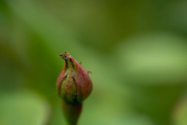 Yeşil arka planda kırmızı ve yeşil renkli gül tomurcuğunun makro görüntüsü.
