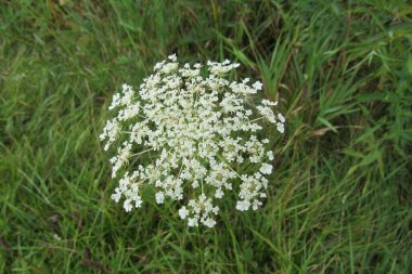 Bahçedeki yeşil bir çalılıkta yetişen yabani havuç bitkisinin (Daucus carota) yakın çekimi.