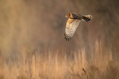 Havada uçuşan kanatlı kahverengi bir kuzey harrier 'inin yakın çekimi.