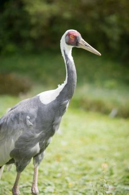 Çimlerin üzerinde beyaz önlüklü vincin dikey bir yan görüntüsü bulanık arkaplan