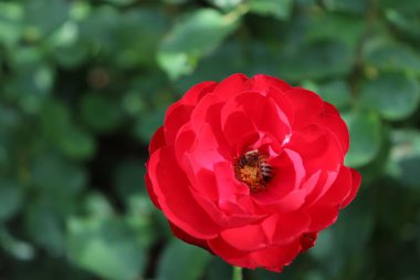 Kırmızı bir gülden polen toplayan bir arıya yakın çekim