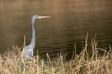 Gölün kıyısında üç renkli bir balıkçıl.