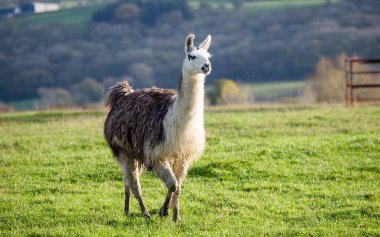 Galler 'de güneş ışığı altında yeşillikle kaplı bir tarlada bir lama.