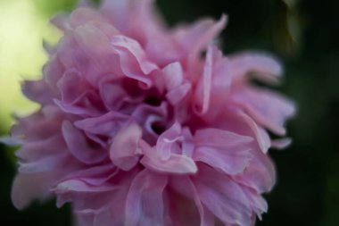 Yumuşak pembe gül çiçeğinin yakın çekimi