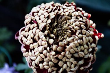 Bulanık arkaplanda çiçek açan kasımpatı yakın plan.