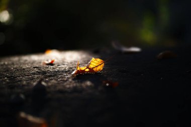 Düşen bir yaprağın yakın plan çekimi.