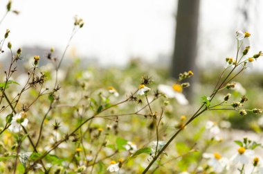 Gün ışığında tarladaki güzel ayakkabı tamircilerinin yakın çekimi.