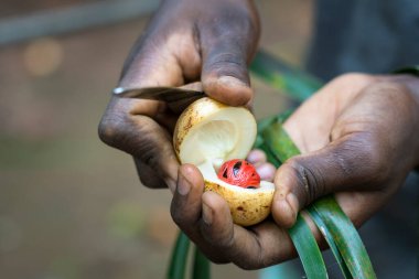 Zanzibar 'da Tanzanya' da yeni toplanmış hindistan cevizi kesimi.