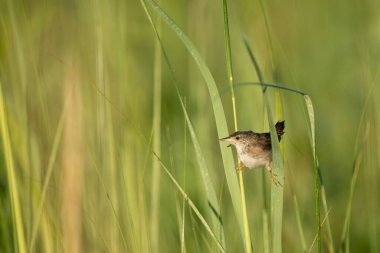 Bir Henslow serçesi yeşil çimlere tünemiş.