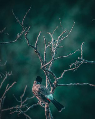 Bir kardinalin (Cardinalidae) ağaç dalına dikey bir görüntüsü