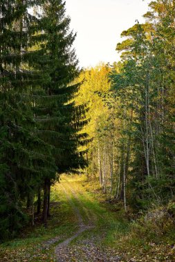 Yoğun ağaçlarla çevrili bir orman.