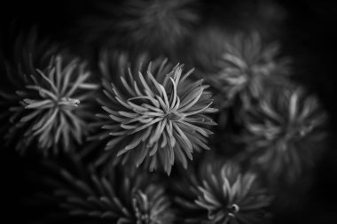 Koyu arkaplanı olan ladin dallarının gri tonlu görüntüsü.