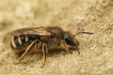 Colletes Cunicularius arısının kuma tünediği bir yakın plan.