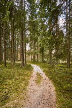 Ormanda bir yolun dikey görüntüsü.