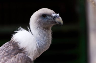 Beyaz bir Griffon akbabasının yakın çekimi (Gyps fulvus) yana bakıyor