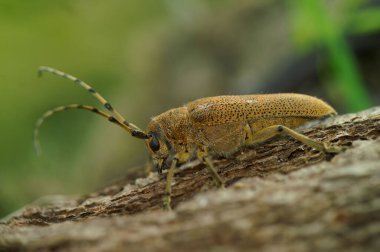Saperda Carcharias 'ın yakın plan fotoğrafı. Ağaçtaki uzun boynuz böceği.