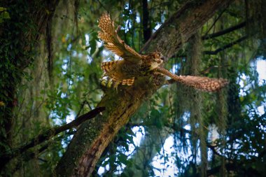 Ormanda uçan büyük boynuzlu baykuşun (Bubo virginianus) alçak açısı