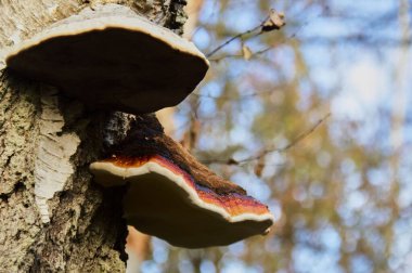 A closeup of the red-belted conk on the tree against the blurred background clipart