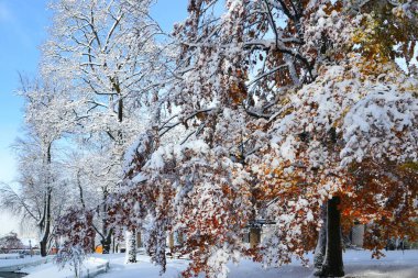 Güneşli bir kış gününde mavi gökyüzüne karşı yerel bir parkta karla kaplı ağaçlar.