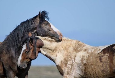 McCullough Tepelerinde sarılan iki vahşi at Cody, Wyoming 'de mavi gökyüzüyle