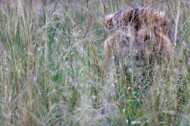 Tarladaki çimlerin arkasından bakan bir erkek aslan.