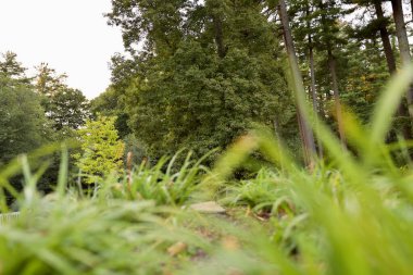 Arka planda yeşil yapraklı ağaçlar olan otlak bir arazi.