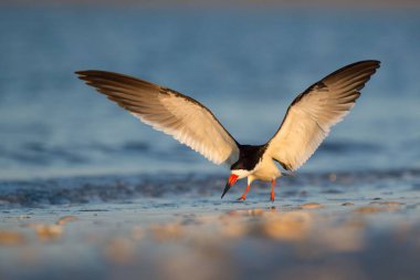 Bir Black Skimmer, altın sabah güneşinde kanatlarıyla suyun üzerinde uçuyor.