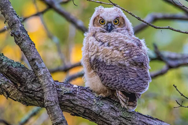 South American Great Horned Owl Perched Tree Branch — Stock Photo, Image