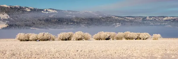 Una Vista Panorámica Invierno Arbustos Cubiertos Nieve Con Montañas Brumosas —  Fotos de Stock