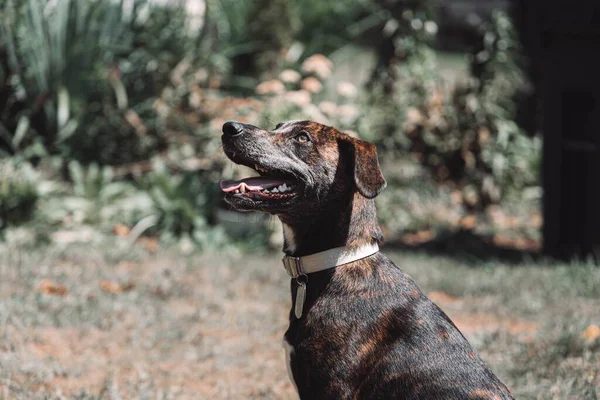 公園の中で日光の下でプロット猟犬のクローズアップショット — ストック写真