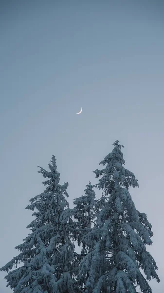 青い空と四分の一の月の下で雪に覆われた高スプルースの垂直ショット — ストック写真