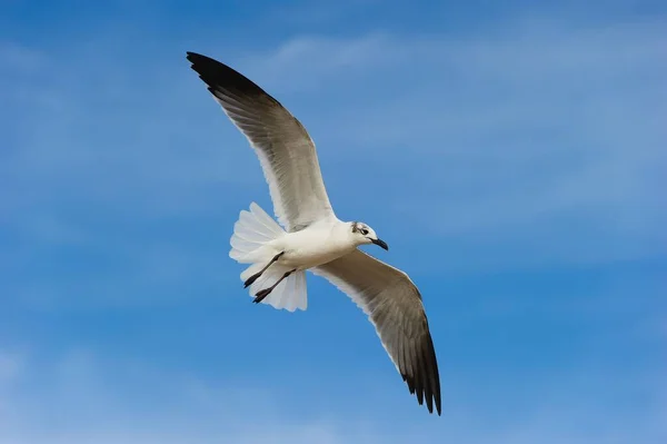 Чайка Летить Блакитному Небі — стокове фото
