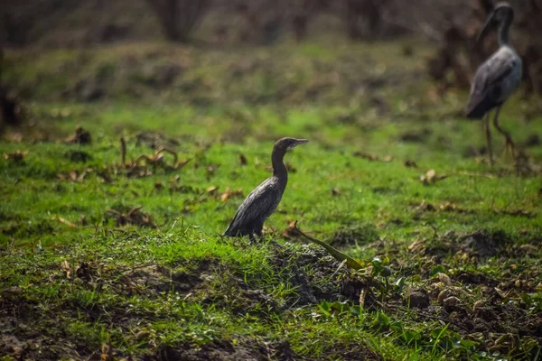 Eine Nahaufnahme Eines Schönen Kormoranvogels Auf Einem Hellgrünen Feld — Stockfoto