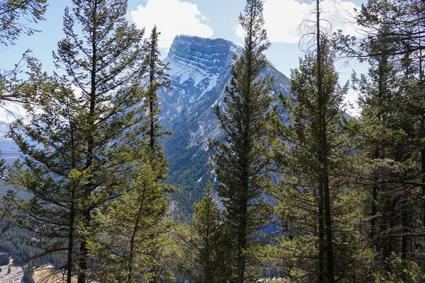 Duże Dojrzałe Drzewa Stojące Wysoko Pierwszym Planie Pięknej Górze Tle — Zdjęcie stockowe