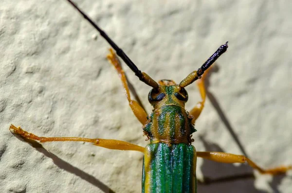 Primer Plano Colorido Insecto Una Pared —  Fotos de Stock