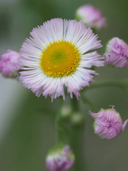 Closeup Shot Tiny Weed Flowers — Stock Photo, Image