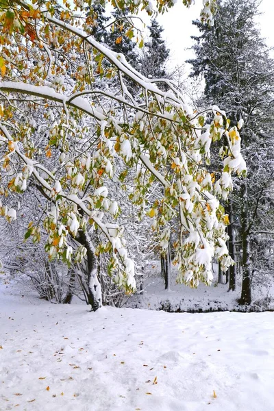 Tiro Vertical Galhos Árvores Cobertas Neve Com Folhagem Dourada — Fotografia de Stock