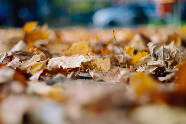 秋の葉の選択的な焦点 — ストック写真