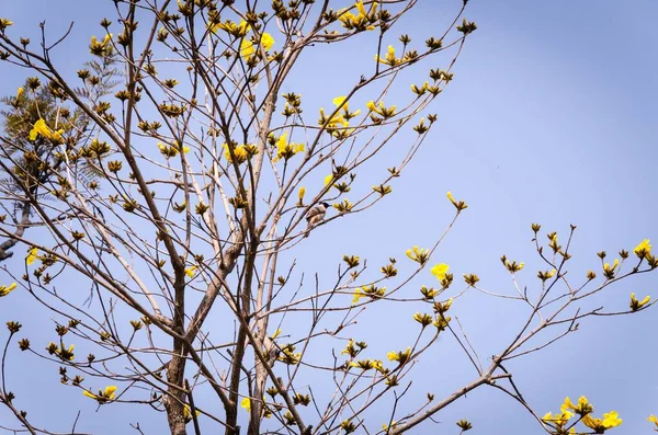 Beau Handroanthus Chrysanthus Sur Ciel Clair — Photo