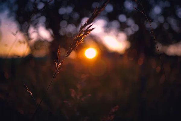 Nahaufnahme Einer Weizenspitze Mit Einem Sonnenuntergang Horizont — Stockfoto