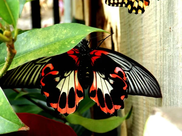 緑の葉からぶら下がっている赤と黒の鮮やかな蝶の閉鎖 — ストック写真