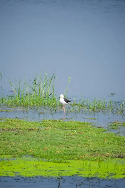 Eine Vertikale Aufnahme Eines Entzückenden Stelzenvogels Ufer Mit Einem See — Stockfoto