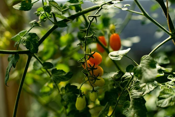 Een Close Van Onrijpe Roma Tomaten Wijnstok — Stockfoto